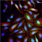 GAPDH Loading Control Antibody in Immunocytochemistry (ICC/IF)