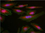 GAPDH Loading Control Antibody in Immunocytochemistry (ICC/IF)