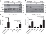 CHOP Antibody in Western Blot (WB)