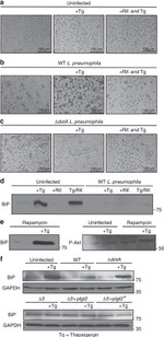 GAPDH Loading Control Antibody in Western Blot (WB)