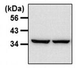 GAPDH Loading Control Antibody in Western Blot (WB)