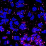 Rabbit IgG (H+L) Highly Cross-Adsorbed Secondary Antibody in Immunocytochemistry (ICC/IF)