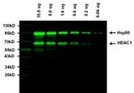 Rabbit IgG (H+L) Highly Cross-Adsorbed Secondary Antibody in Western Blot (WB)