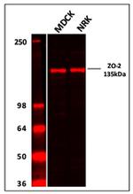 Rabbit IgG (H+L) Highly Cross-Adsorbed Secondary Antibody in Western Blot (WB)