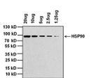 Rabbit IgG (H+L) Cross-Adsorbed Secondary Antibody in Western Blot (WB)