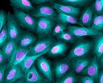 Rat IgG (H+L) Highly Cross-Adsorbed Secondary Antibody in Immunocytochemistry (ICC/IF)