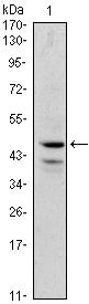 GATA1 Antibody in Western Blot (WB)