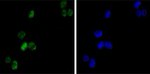 GATA1 Antibody in Immunocytochemistry (ICC/IF)