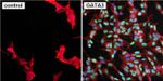 GATA3 Antibody in Immunocytochemistry (ICC/IF)