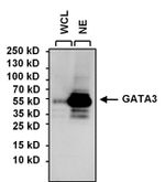 GATA3 Antibody in Western Blot (WB)