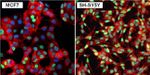 GATA3 Antibody in Immunocytochemistry (ICC/IF)