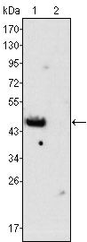 GATA4 Antibody in Western Blot (WB)