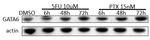 GATA6 Antibody in Western Blot (WB)