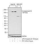 Complement C3a Antibody in Western Blot (WB)