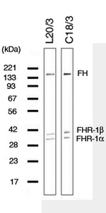 Complement Factor H Antibody in Western Blot (WB)