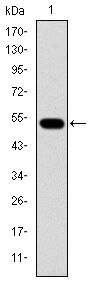 GCK Antibody in Western Blot (WB)