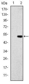 GCK Antibody in Western Blot (WB)