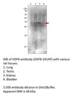 GDF8/Myostatin Antibody in Western Blot (WB)