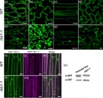 GFP Antibody in Western Blot (WB)