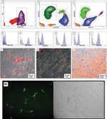 GFP Antibody in Immunocytochemistry (ICC/IF)