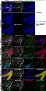 GFP Antibody in Immunohistochemistry (IHC)