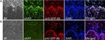 GFP Antibody in Immunohistochemistry (IHC)