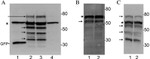 GFP Antibody in Western Blot (WB)