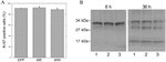 GFP Antibody in Western Blot (WB)