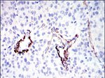 SAPAP1 Antibody in Immunohistochemistry (Paraffin) (IHC (P))