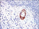 SAPAP1 Antibody in Immunohistochemistry (Paraffin) (IHC (P))