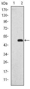 SAPAP1 Antibody in Western Blot (WB)