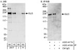 GLI3 Antibody in Western Blot (WB)