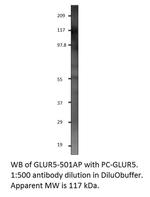 GRIK1 Antibody in Western Blot (WB)