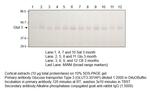 Glucose Transporter GLUT3 Antibody in Western Blot (WB)