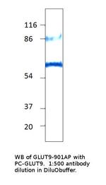 GLUT9 Antibody in Western Blot (WB)