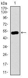 Nucleostemin Antibody in Western Blot (WB)