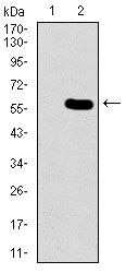 Nucleostemin Antibody in Western Blot (WB)