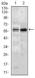 Nucleostemin Antibody in Western Blot (WB)