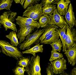 Rat IgG (H+L) Highly Cross-Adsorbed Secondary Antibody in Immunocytochemistry (ICC/IF)