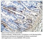 GPCR GPR8 Antibody in Immunohistochemistry (IHC)