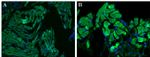 Ly-6G/Ly-6C Antibody in Immunohistochemistry (Paraffin) (IHC (P))