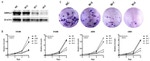 GRHL2 Antibody in Western Blot (WB)