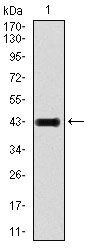 GluR2 Antibody in Western Blot (WB)