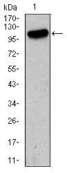 GluR2 Antibody in Western Blot (WB)