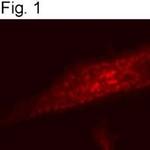 SRC2 Antibody in Immunocytochemistry (ICC/IF)