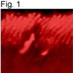 GRK1 Antibody in Immunohistochemistry (IHC)