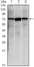 GRP78 Antibody in Western Blot (WB)