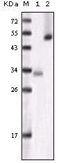 GSK3 alpha Antibody in Western Blot (WB)