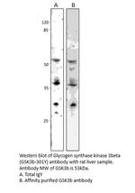 GSK3 beta Antibody in Western Blot (WB)