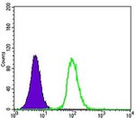 GSTP1 Antibody in Flow Cytometry (Flow)